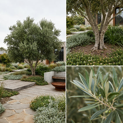 Californian Queen Olive - Olea europaea ‘Californian Queen’