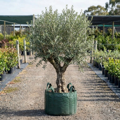 Californian Queen Olive - Olea europaea ‘Californian Queen’