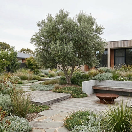 Californian Queen Olive - Olea europaea ‘Californian Queen’