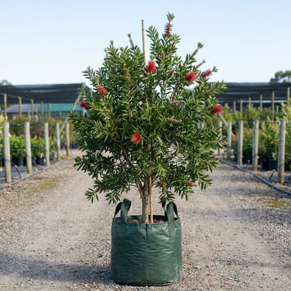 Endeavour Callistemon - Callistemon citrinus 'Endeavour'
