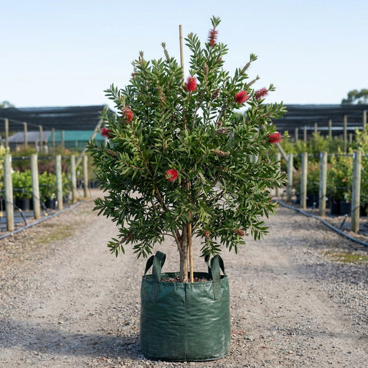 Endeavour Callistemon - Callistemon citrinus 'Endeavour'