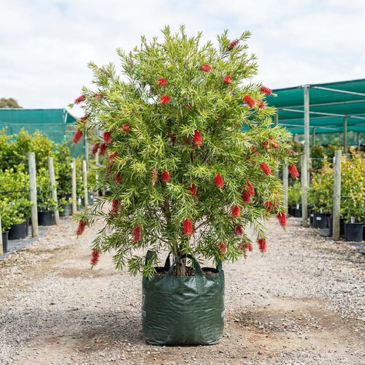 Callistemon viminalis ‘Macarthur’™ (LC01)