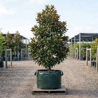 Cameo Magnolia - Magnolia ‘Cameo’