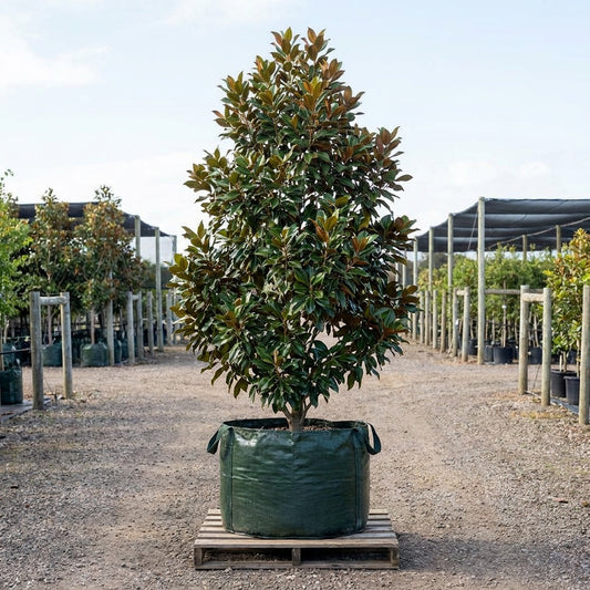 Cameo Magnolia - Magnolia 'Cameo'