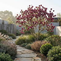 Cameo Magnolia - Magnolia ‘Cameo’