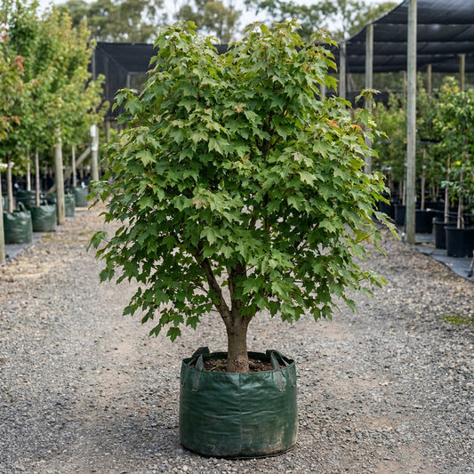 Canadian Maple Tree - Acer rubrum 'Fairview Flame'