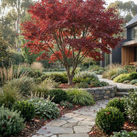 Canadian Maple Tree - Acer rubrum ‘Fairview Flame’