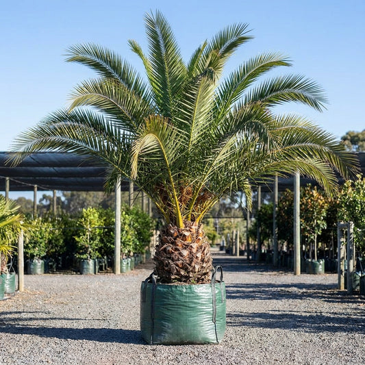 Canary Island Date Palm - Phoenix canariensis