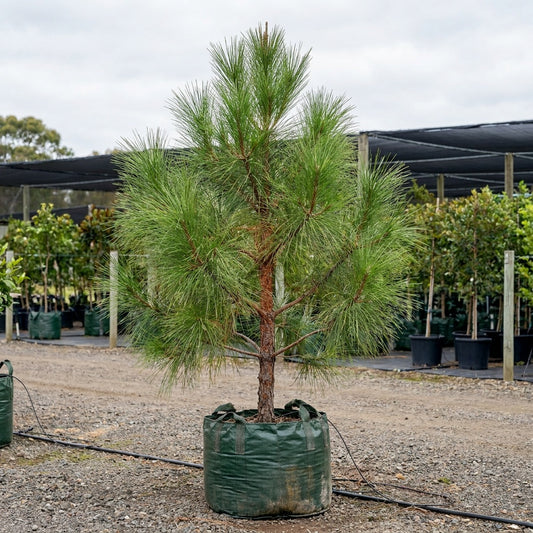 Canary Island Pine - Pinus canariensis
