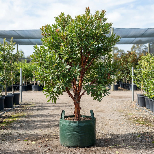 Canary Island Strawberry Tree - Arbutus canariensis