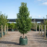 Capital Ornamental Pear - Pyrus calleryana ‘Capital’