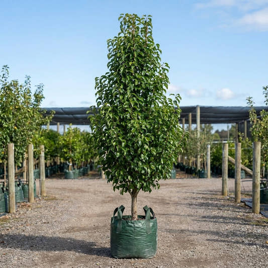 Capital Ornamental Pear - Pyrus calleryana ‘Capital’