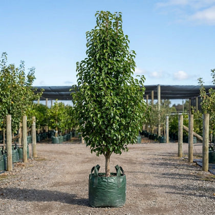 Capital Ornamental Pear - Pyrus calleryana 'Capital'