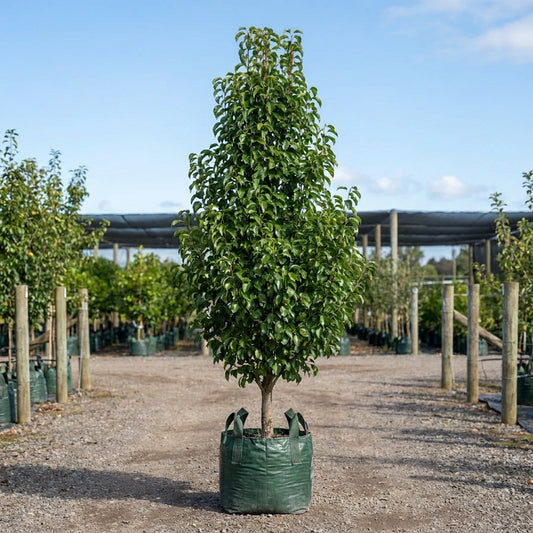 Capital Ornamental Pear - Pyrus calleryana 'Capital'