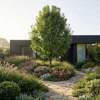 Capital Ornamental Pear - Pyrus calleryana ‘Capital’