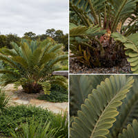 Cardboard Plant - Zamia furfuracea