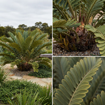 Cardboard Plant - Zamia furfuracea