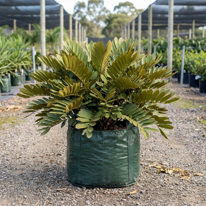 Cardboard Plant - Zamia furfuracea