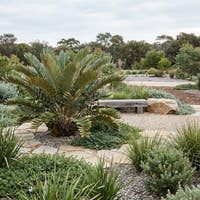 Cardboard Plant - Zamia furfuracea