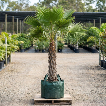 Carnarvon Gorge Palm - Livistona nitida