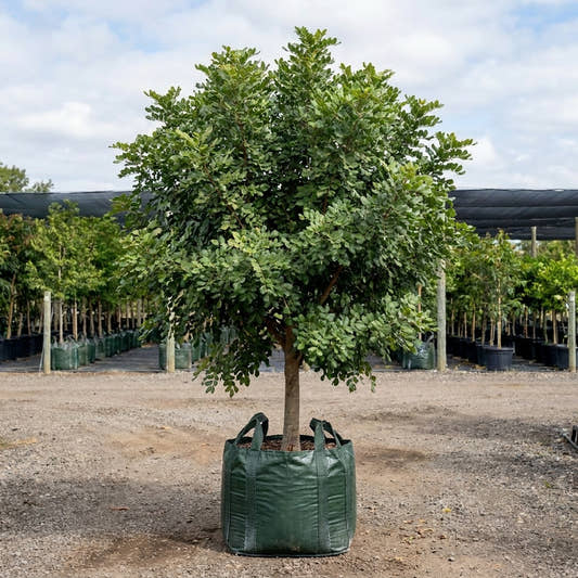 Carob Tree - Ceratonia siliqua