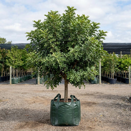 Carob Tree - Ceratonia siliqua