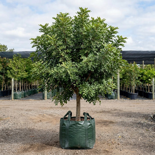 Carob Tree - Ceratonia siliqua