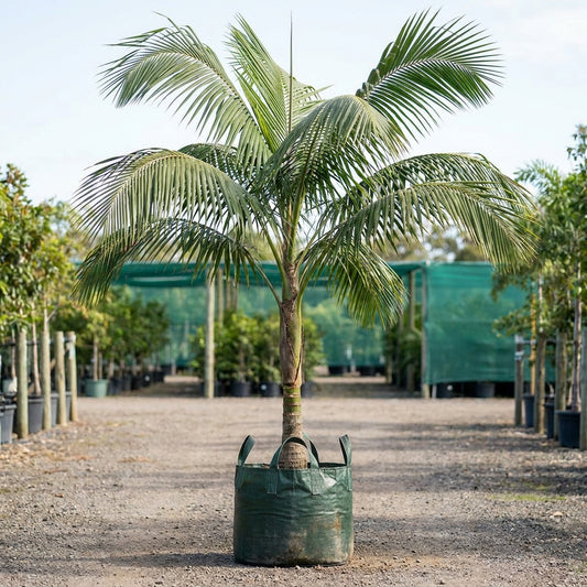 Carpoxylon Palm - Carpoxylon macrospermum