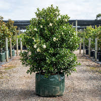 Cascade Lilly Pilly - Syzygium australe ‘Cascade’
