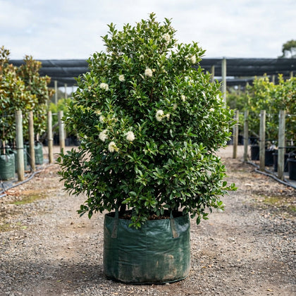 Cascade Lilly Pilly - Syzygium australe 'Cascade'