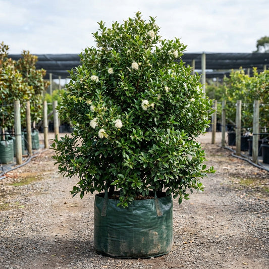 Cascade Lilly Pilly - Syzygium australe 'Cascade'