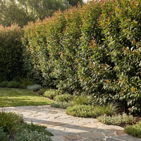 Cascade Lilly Pilly - Syzygium australe ‘Cascade’