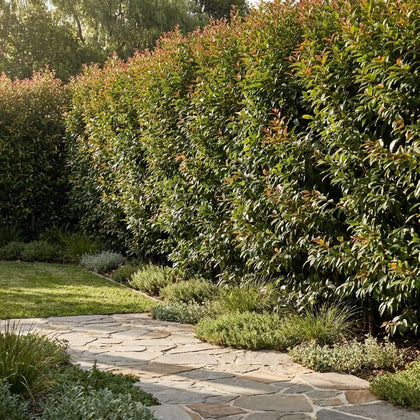 Cascade Lilly Pilly - Syzygium australe 'Cascade'