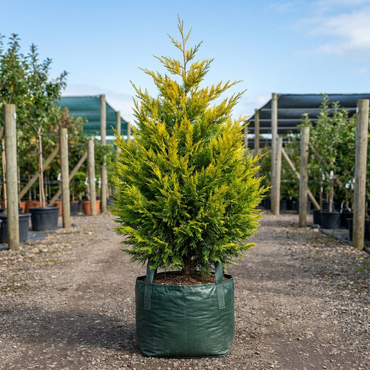 Castlewellan Gold - Cupressocyparis leylandii