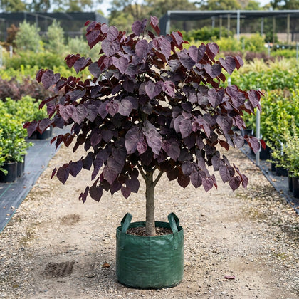 Cercis canadensis ‘Forest Pansy’