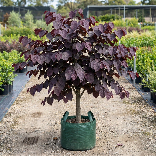 Cercis canadensis ‘Forest Pansy’