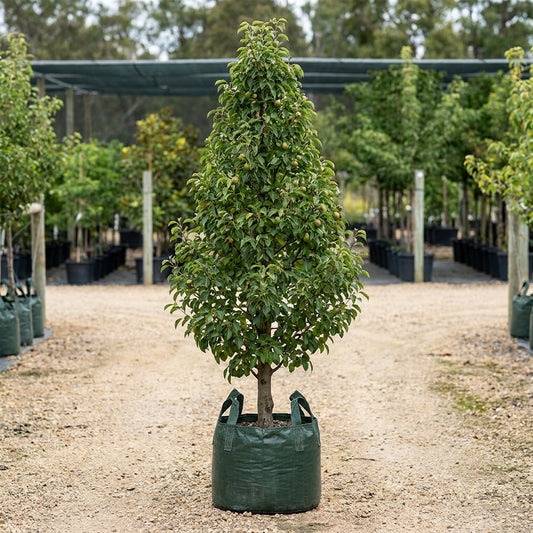 Chanticleer Pear - Pyrus calleryana 'Chanticleer'