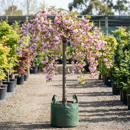 Cheals Double Pink Weeping Cherry - Prunus serrulata 'Cheals Double Pink'