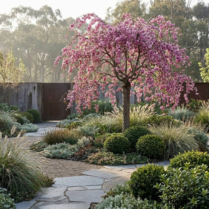 Cheals Double Pink Weeping Cherry - Prunus serrulata 'Cheals Double Pink'