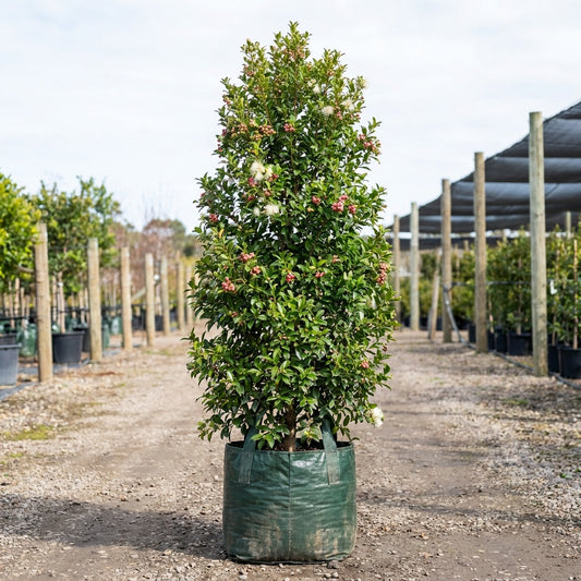 Cherry Bomb Lilly Pilly - Syzygium australe 'Cherry Bomb'
