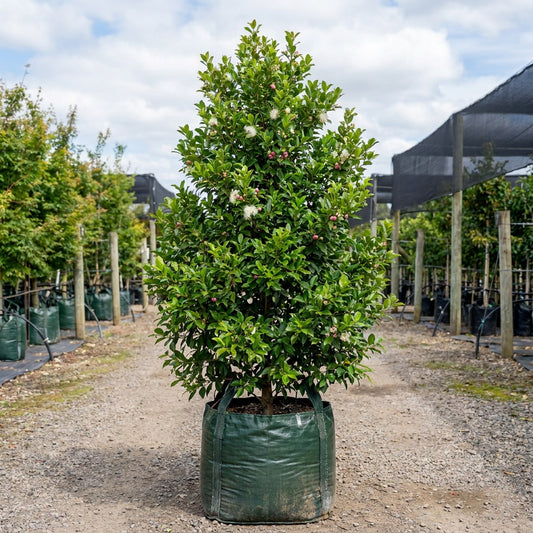 Cherry Surprise Lilly Pilly - Syzygium australe 'Cherry Surprise'