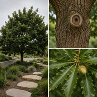 Chestnut Leafed Oak - Quercus castaneifolia