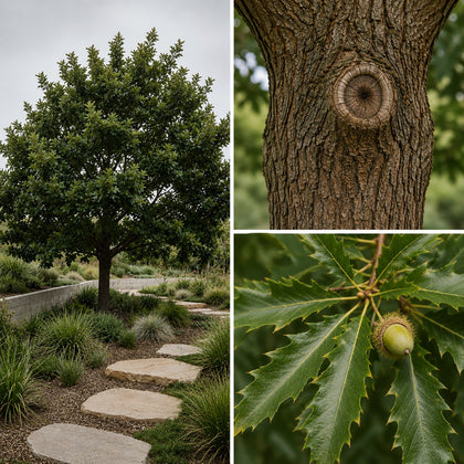 Chestnut Leafed Oak - Quercus castaneifolia