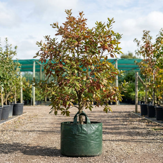 Chestnut Leafed Oak - Quercus castaneifolia