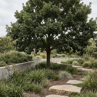 Chestnut Leafed Oak - Quercus castaneifolia
