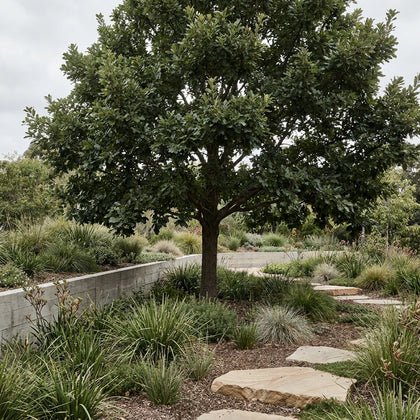 Chestnut Leafed Oak - Quercus castaneifolia