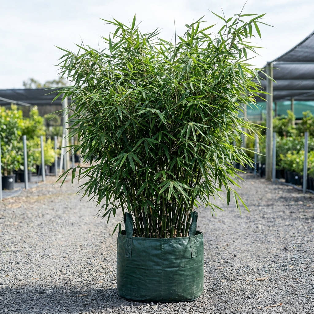 Chinese Dwarf Bamboo - Bambusa guangxiensis ‘Chinese Dwarf’