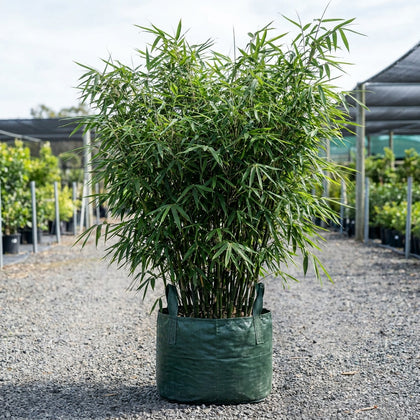 Chinese Dwarf Bamboo - Bambusa guangxiensis 'Chinese Dwarf'