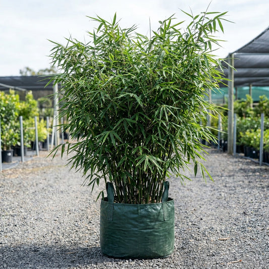 Chinese Dwarf Bamboo - Bambusa guangxiensis 'Chinese Dwarf'