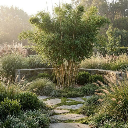 Chinese Dwarf Bamboo - Bambusa guangxiensis 'Chinese Dwarf'